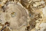 Beautiful Petrified Wood (Araucaria) Round - Madagascar #339385-1